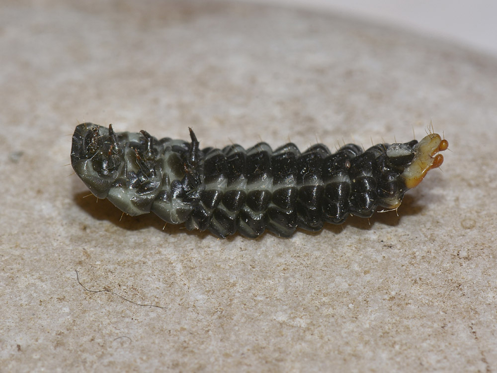 Larva di Lycidae - Lygistopterus?